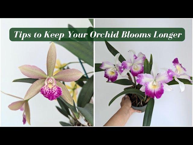 Top Tips to Keep Your Orchids Blooming Longer  | Essential Care Guide for Lasting Blooms!