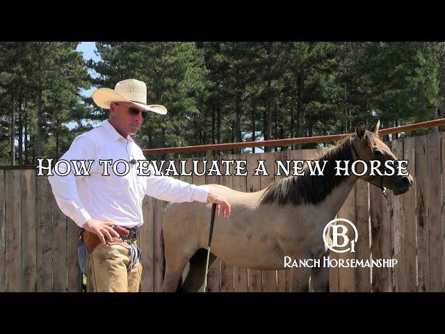 How To Evaluate A New Horse Preview