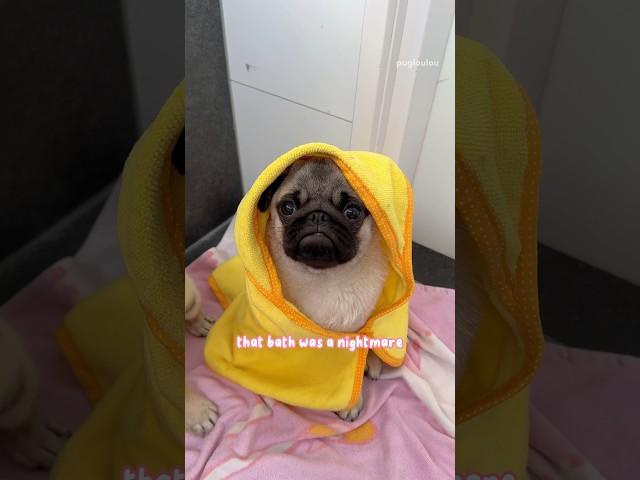 PUPPY Mosy’s very first BATH  #pug #puppy #shorts