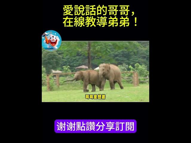 搞笑動物系列第487集-愛說話的哥哥，在線教導弟弟！ #搞笑 #主人 #funny #搞笑 #主人 #大熱門 #大熱門 #animals #貓咪 #貓咪 #pets#喵哥是萌新 #monkey #黃狗