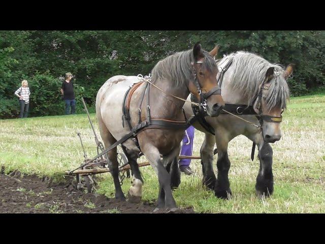 Ploughing with horses