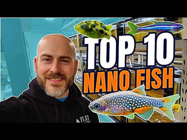 Top 10 Nano Fish for Freshwater Aquariums