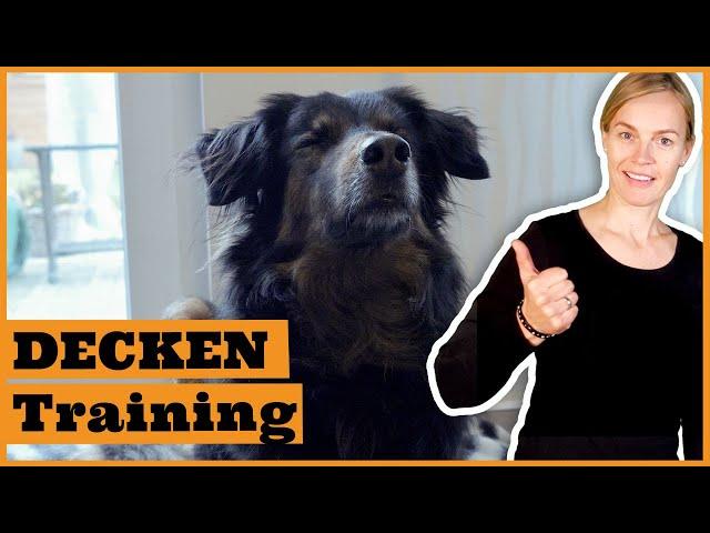 Deckentraining für Hunde I Gestresster Hund bei Besuch I Hund verfolgt mich ständig