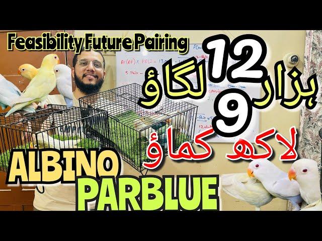 9 lac kamao 12 hazar lgao | Albino into parblue  | feasibility future pairing of lovebirds