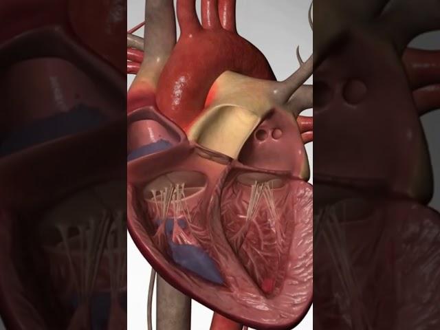 Commotio Cordis: Cardiac Arrest from a Blow to the Chest #cardiacarrest #heartdisease