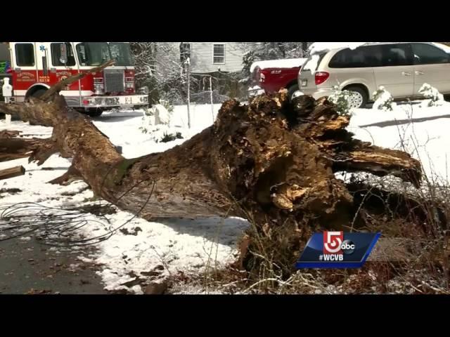 Increase in deaths from falling trees raises concerns