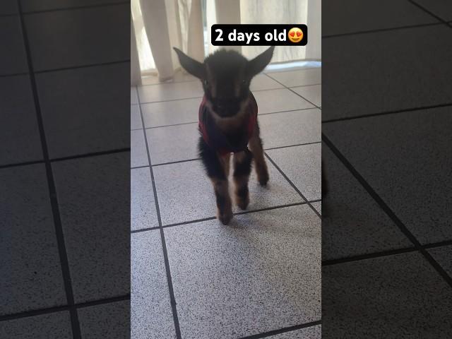 Cutest goat you will ever see ️ #goatsofyoutube #goats #farmlife #babygoats