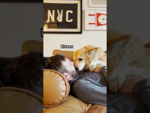 What EVERY corgi sounds like 