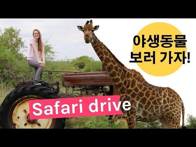 집주변 사파리 가자~ South African safari vlog (EngSub)