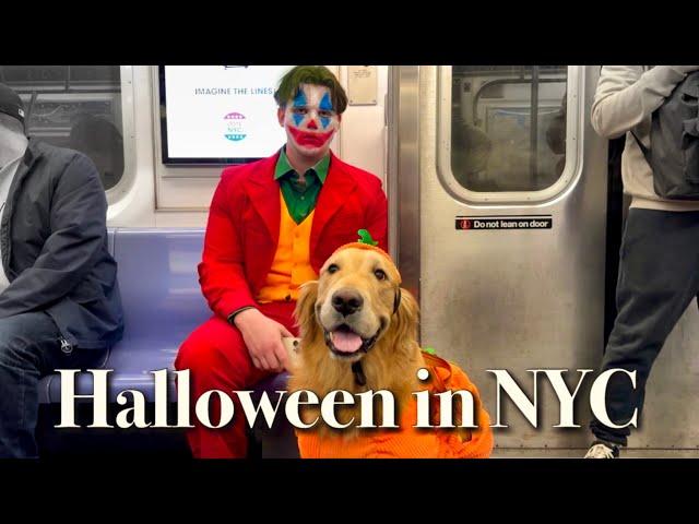  2024 NYC HALLOWEEN Special!  Walkin’ My Pumpkin DOG All Over Manhattan, Thriller!