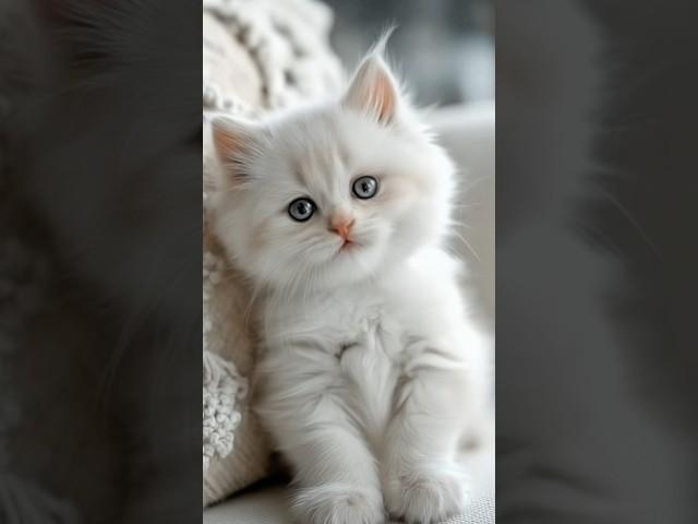 Huge trouble for cute kitten! ️ Adorable baby cat will make your day! #trynottolaugh #cutecat
