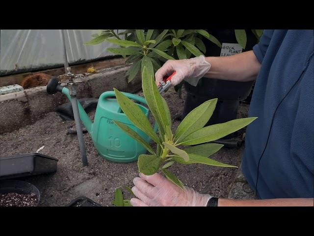 Taking cuttings from Rhododendron - Burncoose Nurseries