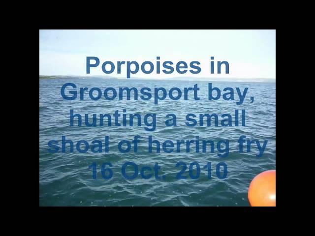 Porpoises in Groomsport , Belfast Lough,  Bangor County Down  Ireland