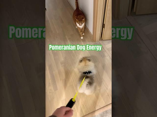 Pomeranian is very active little dog  #funny #pomeranian #catanddog