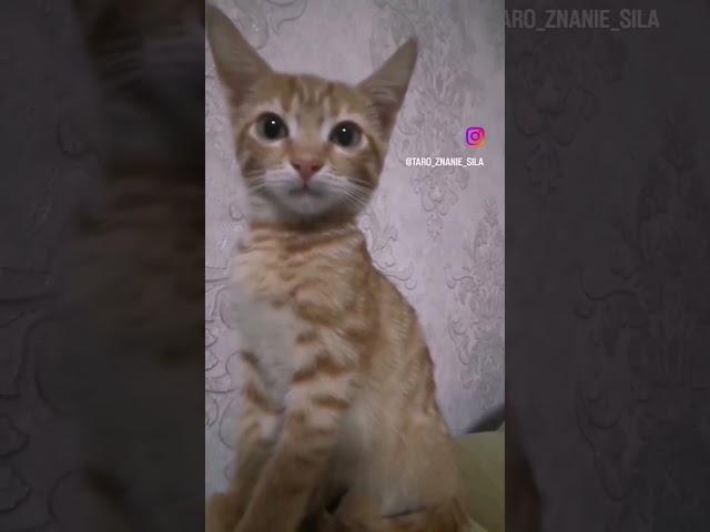 когда кошка, кот #забавныеживотные #смешныеживотные #киса #котики #котикивидео