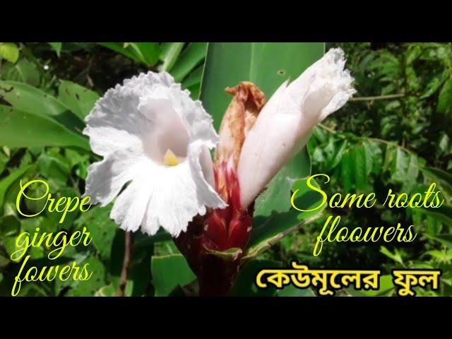 কেউমূলের ফুল|Some roots flowers|Crepe ginger flowers|Cheilocostus flowers