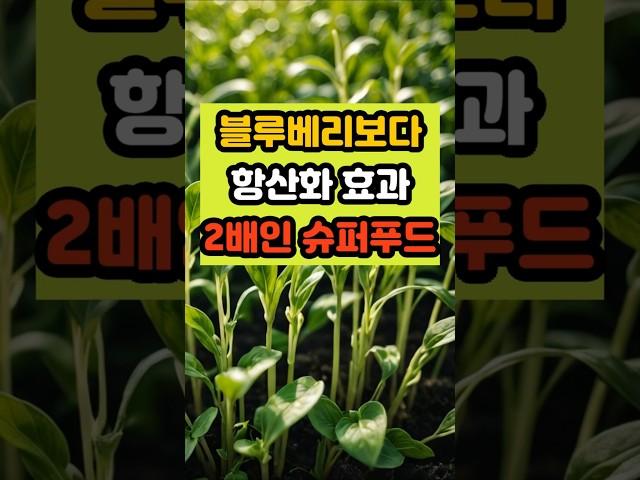 블루베리보다 항산화 효과 두 배인 슈퍼푸드