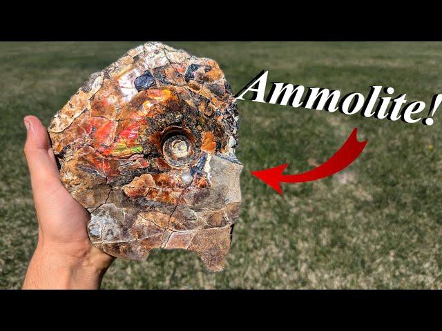 Definitely Was Not Expecting THIS! Huge Ammolite Covered Ammonite, Baculites, Crystals, and More!