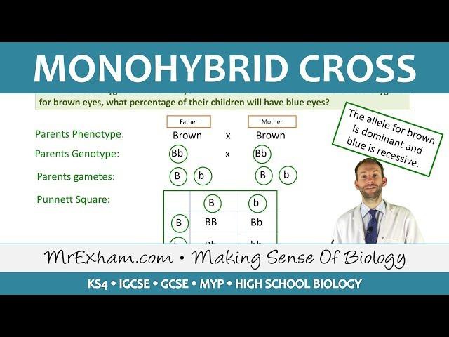 Monohybrid Cross Examples - GCSE Biology (9-1)