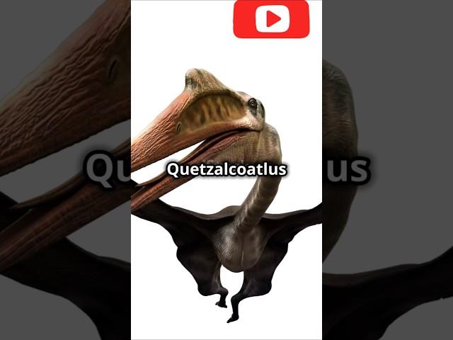 QUETZALCOATLUS The sky's Prehistoric Gaint #quetzalcoatlus #wildlife #facts #viralvideo #viralshorts