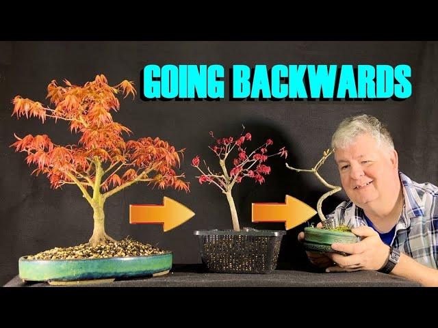 The Benefits of Going Backwards in Bonsai