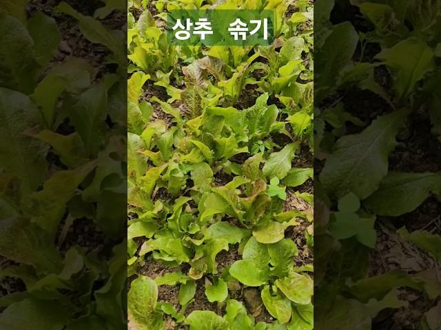 [시골사부작] 잼모닝+1. 상추를 솎듯 쓸놈 몹쓸놈 잘 가려내자!! #상추 #상추솎기 #솎아내기 #진짜대한민국 #지금은이재명 #제21대대통령이재명 #더불어민주당