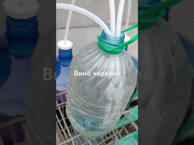 Червоне вино готується з душею.