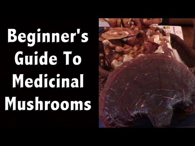 Beginner's Guide to Growing & Wildcrafting Medicinal Mushrooms - Quit Your Job and Farm Series