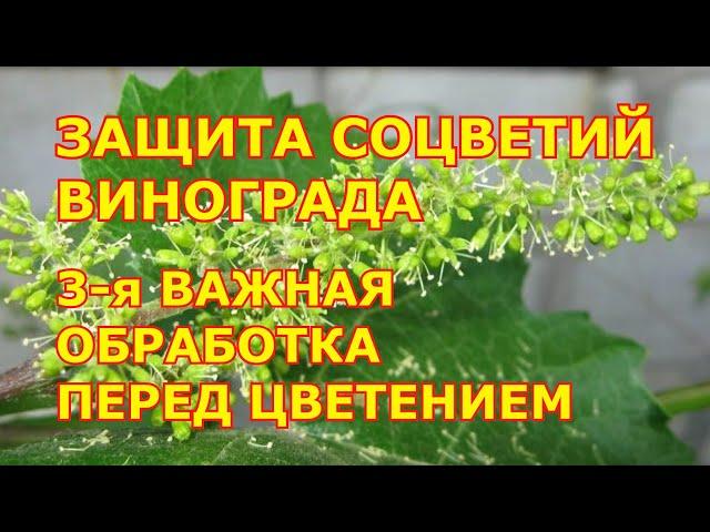 Защита соцветий винограда. 3-я важная обработка перед цветением