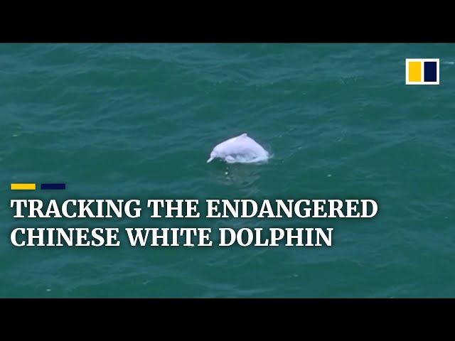 A hi-tech solution to tracking China’s shrinking white dolphin population