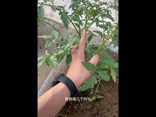 西紅柿扦插，成活率达99%的小妙招，你學會了嗎？