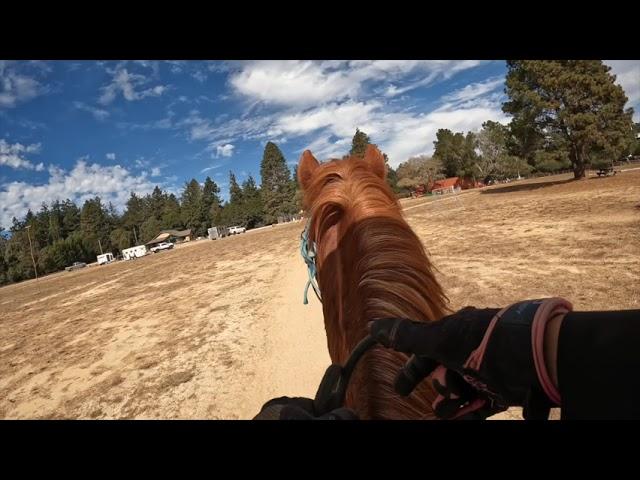 Going To New Places With Your Horse - Going Through Obstacles - Gaited Horse Training - Copper