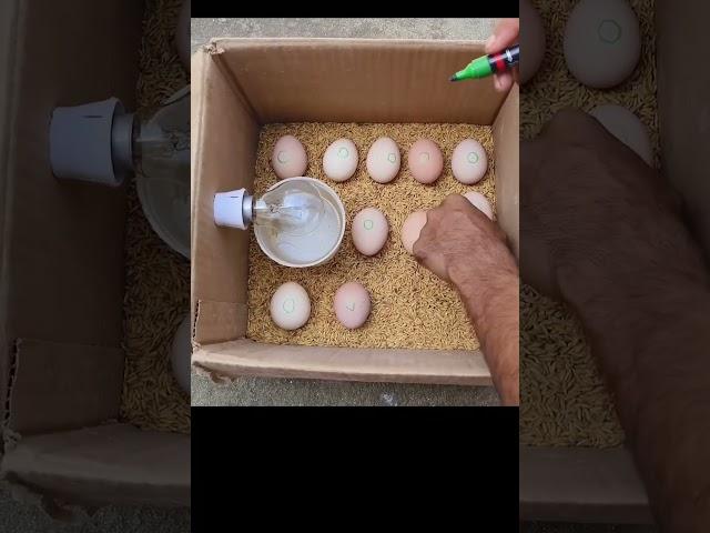 آموزش جوجه کشی #مرغداری#جوجه کشی