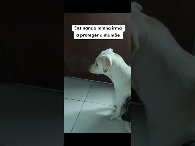 Filhote aprendendo a latir Bravamente. #dog #filhotedecachorro #cachorro