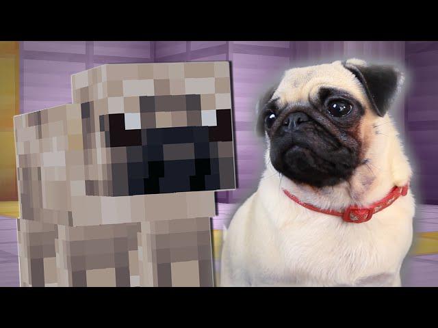 PUGS PLAY MINECRAFT