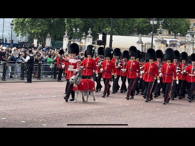 He’s Back with More Soldiers: Probably the Most Famous Dog in the World!