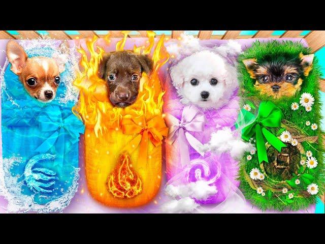 We Adopted Fire, Water, Air and Earth Dog! Chasing Magic Elements Pets