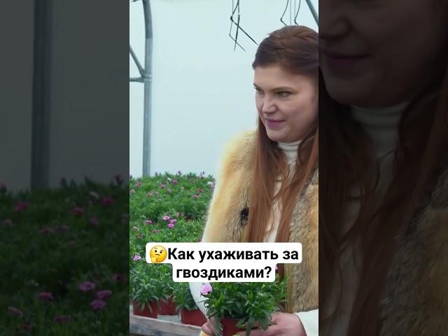 Как правильно организовать зимовку гвоздикам? #дача #дачныесоветы #гвоздика #уход #цветы