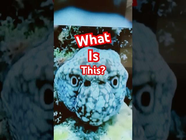 What Is This? Quiz Of The Day..! #quiz #alien #monster