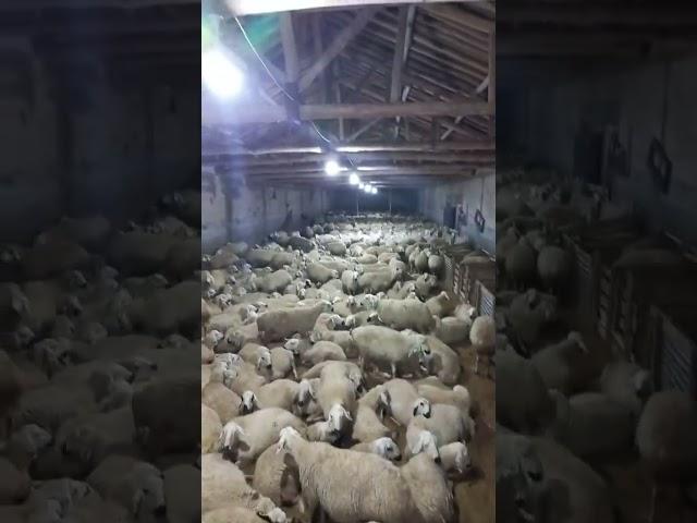 اشتركو بقناتي مربي الاغنام غنم جبل