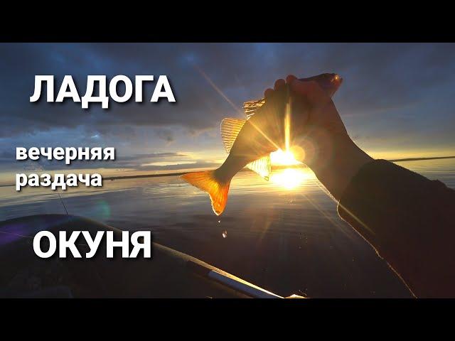 Ладожское озеро и вечерний окунь на джиг. Что делать когда нет чаек?