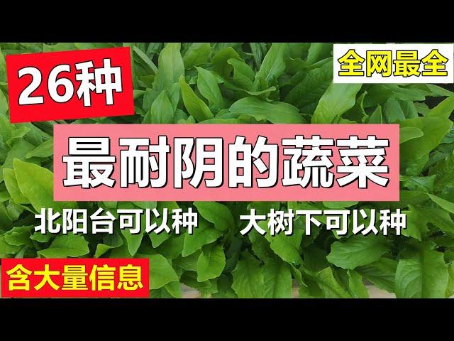 26种最耐阴的蔬菜 (含大量信息) 亲身种植经历, 大树下可以种, 北阳台也可以种 26 most shade-tolerant vegetables