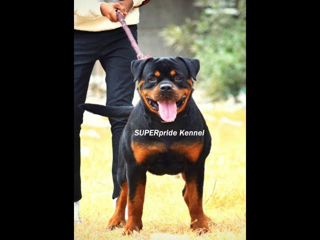 King size Rottweiler Male #ImBadBoy Super pride kennel delhi