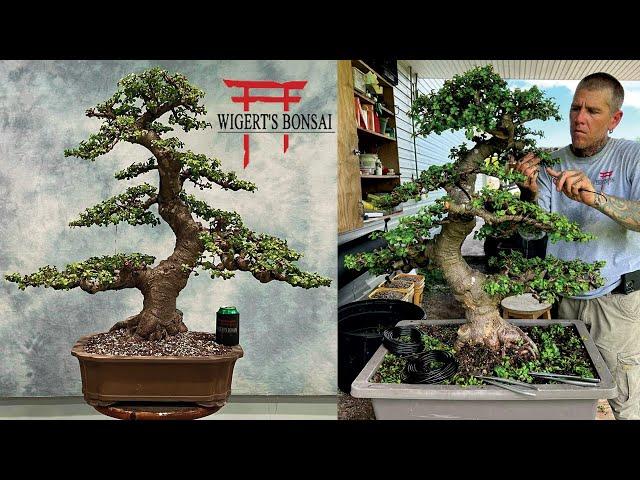 Journey into Bonsai Paradise: Discovering Dwarf Jade Bonsais at Wigerts Bonsai Nursery