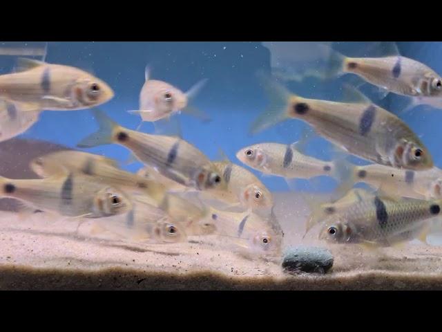 Pier Aquatics Stock with Prices Jan 2021