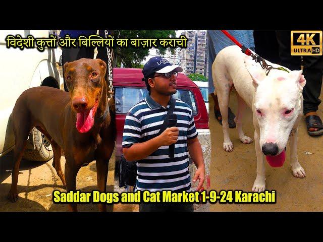 Saddar Exotic Dogs and Cat Market Karachi 1-9-24 | German Shepherd Dogs Pitbull Dogs Siberian Husky