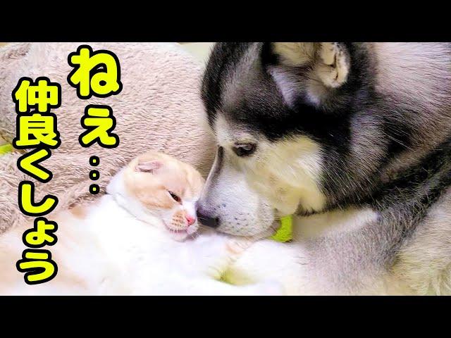 子猫に構ってほしくて、ずっと話かける育ての親ハスキー犬...初めの1ヶ月