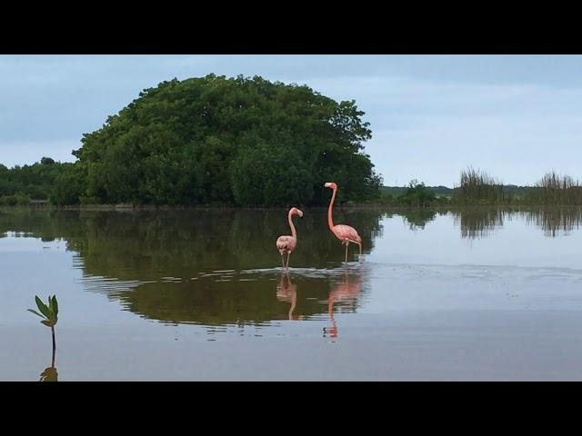 American Flamingo