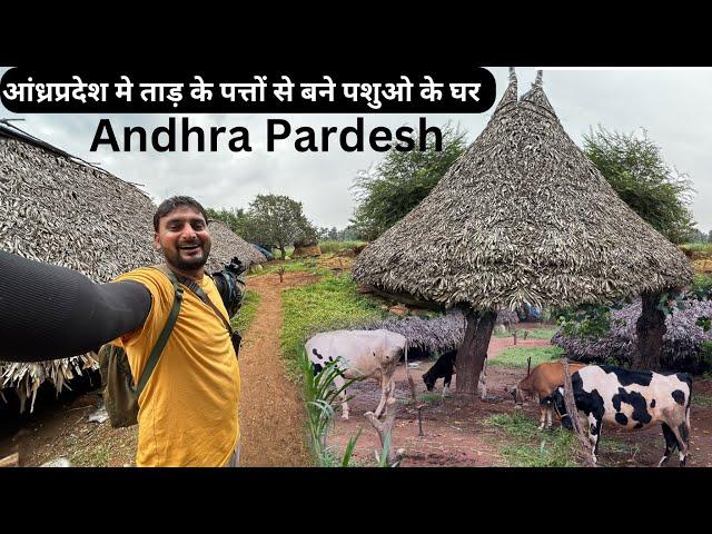 आंध्र प्रदेश के पशु पालक |Village Life of Andhra Pardesh |Farmer Life |Heaven Yatri