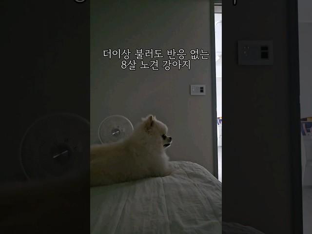 8살..  이젠 노견이 되어버린 나의 귀염이... #강아지